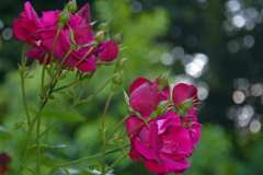 薔薇