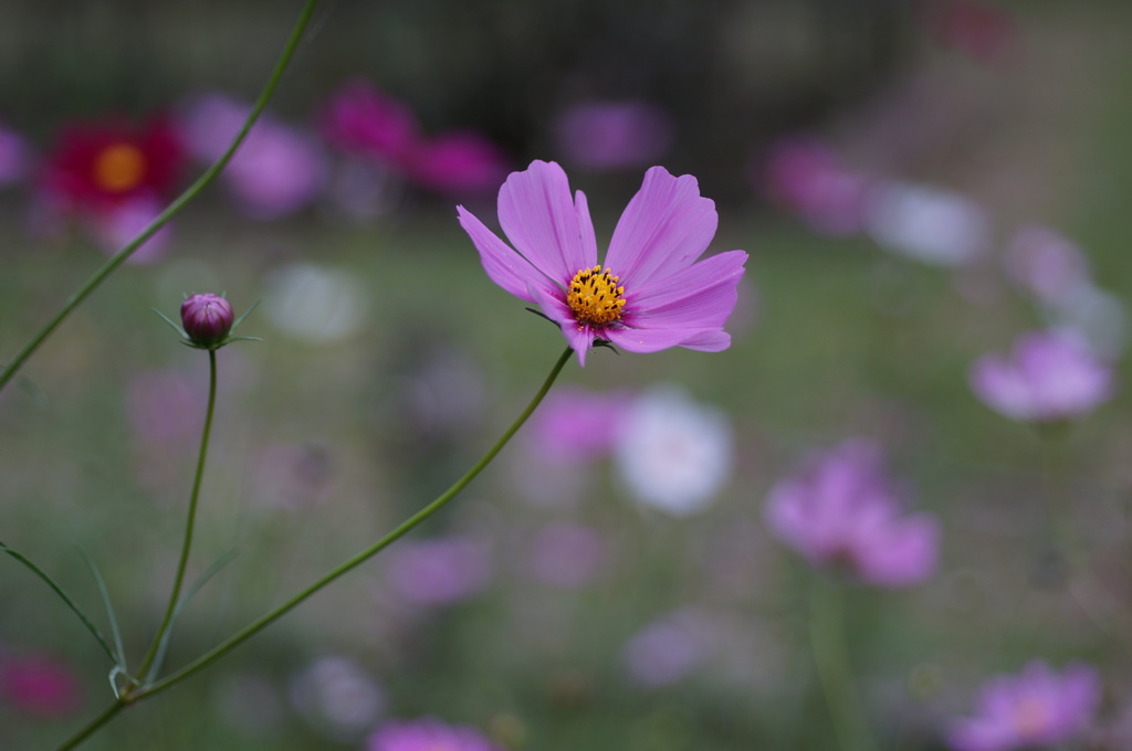秋桜