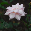薔薇