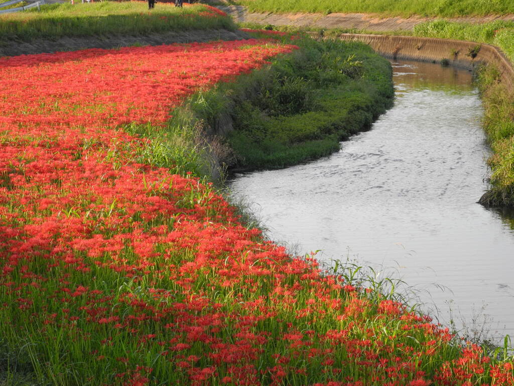 彼岸花