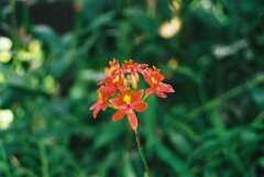 相模原公園 相模原公園