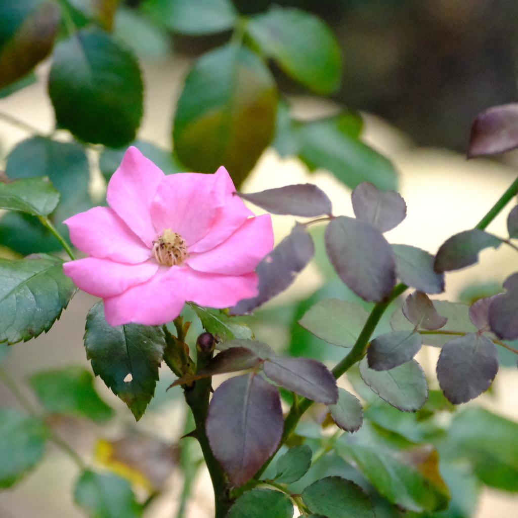 薔薇園