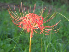 彼岸花