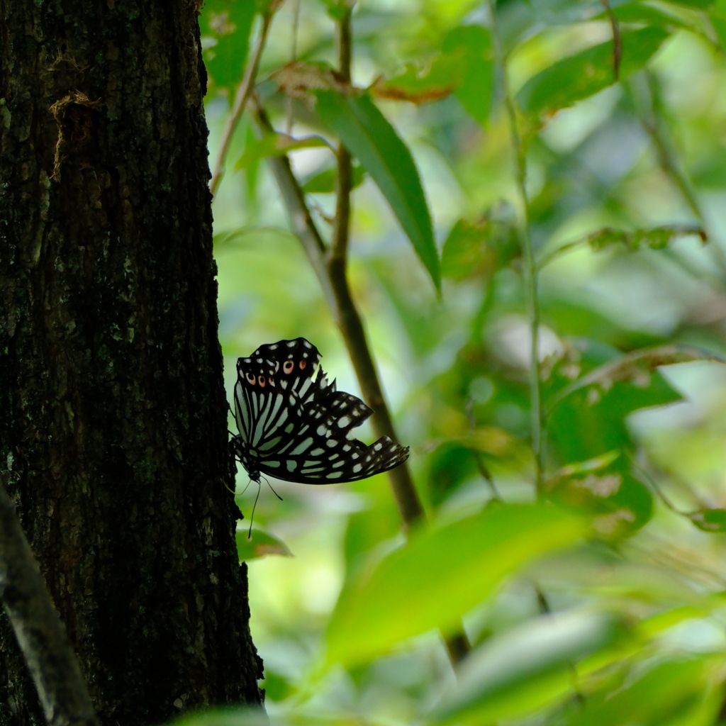 七本木池公園