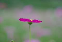 秋桜