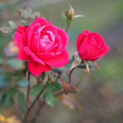 薔薇