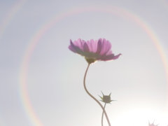 こすもす