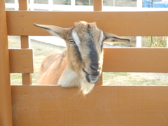 知多半島 知多半島