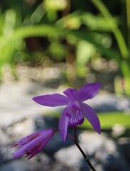宝樹院