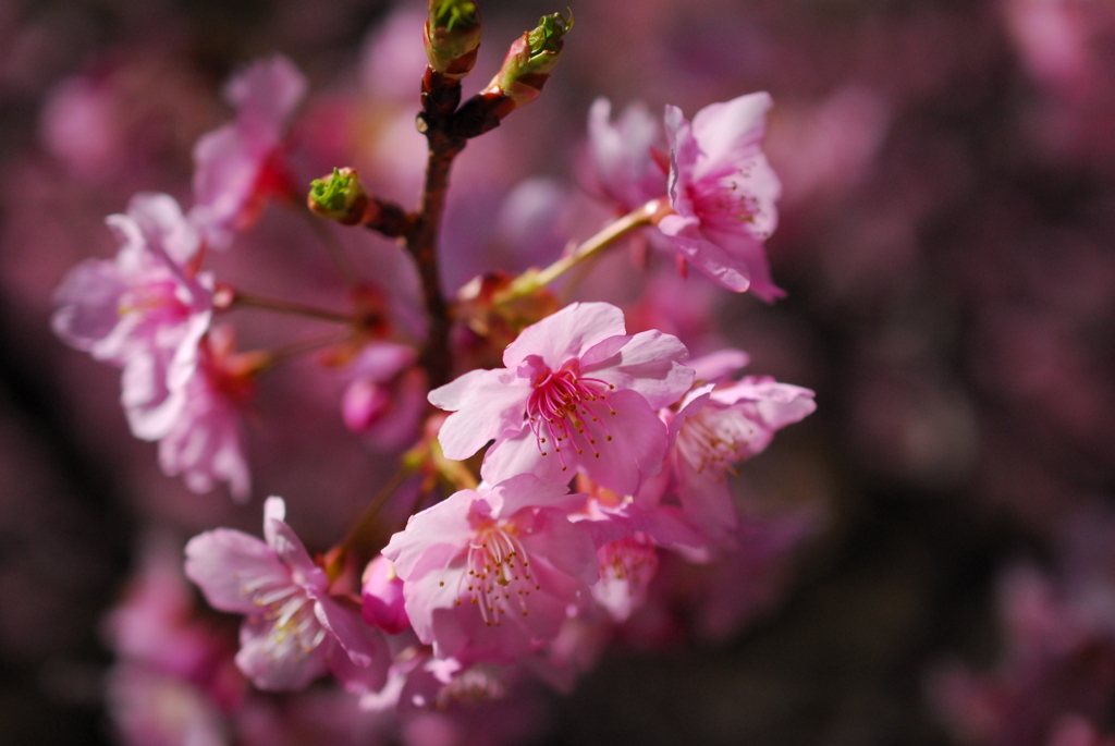 河津桜