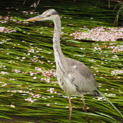 花と水鳥