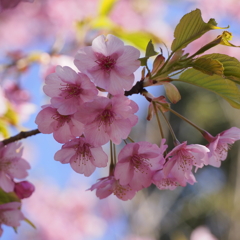 聖崎公園