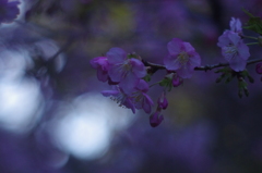 河津桜