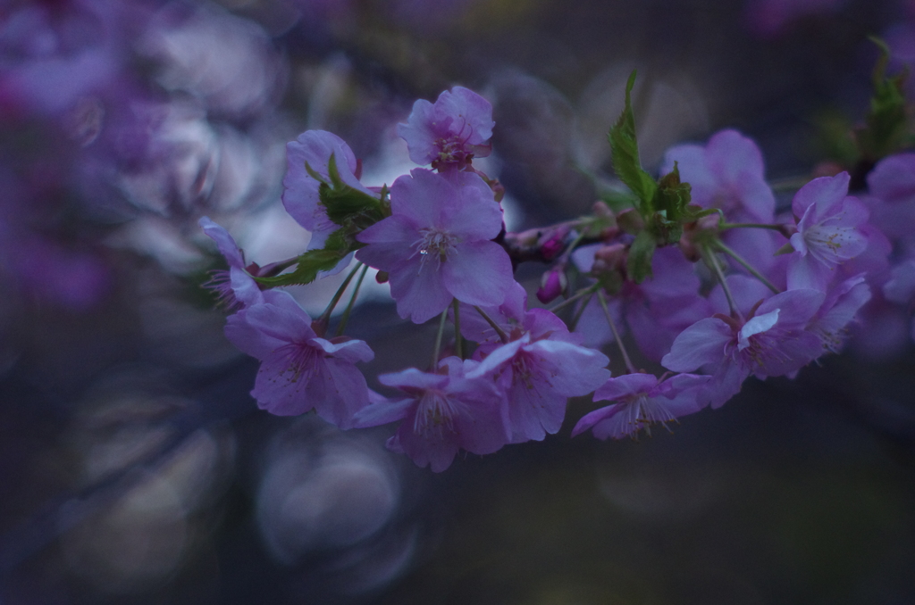 河津桜