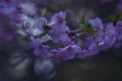 河津桜