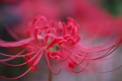 彼岸花