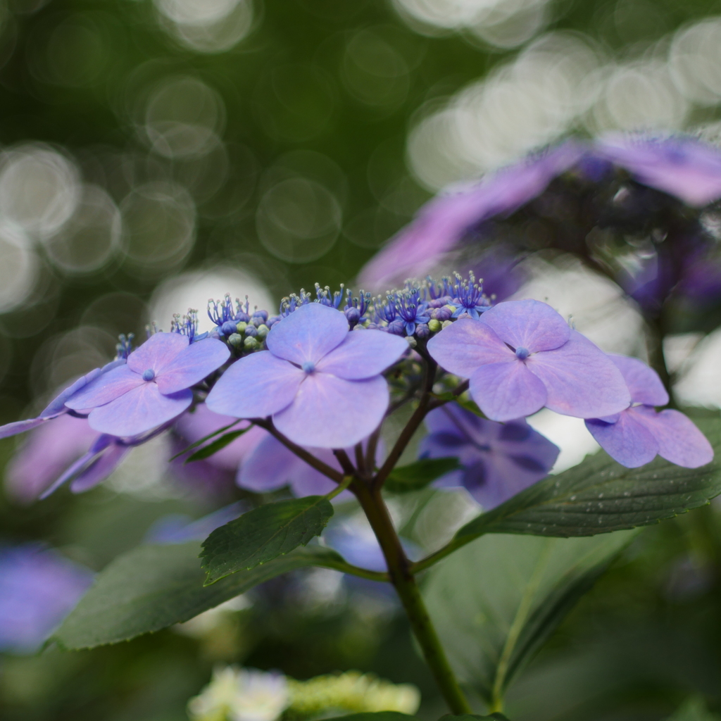 紫陽花