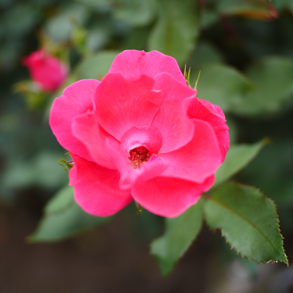 薔薇