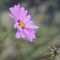 秋桜