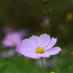 コスモス