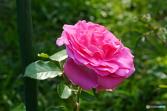 薔薇