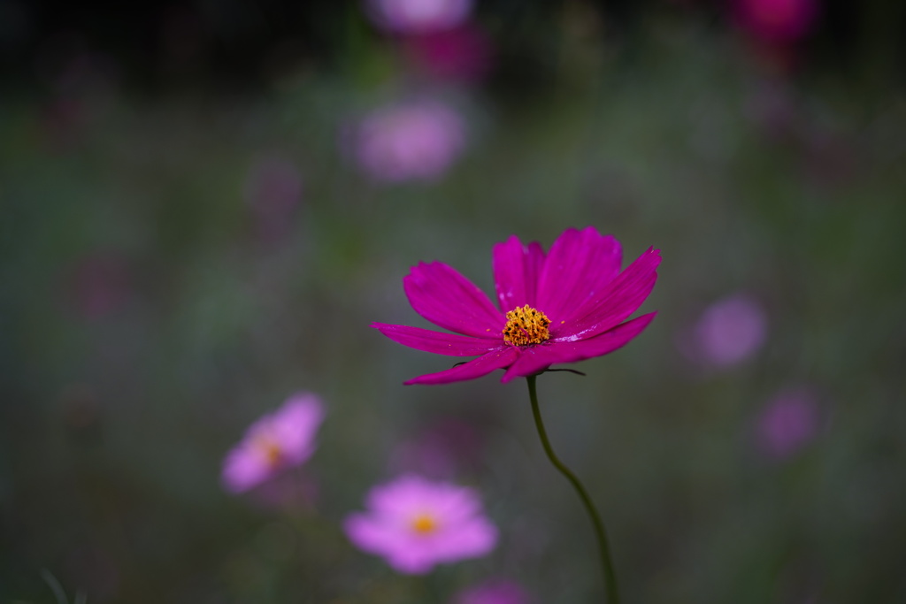 秋桜