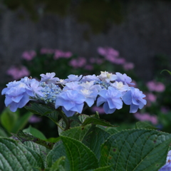 長山寺付近