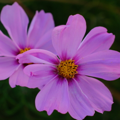 秋桜