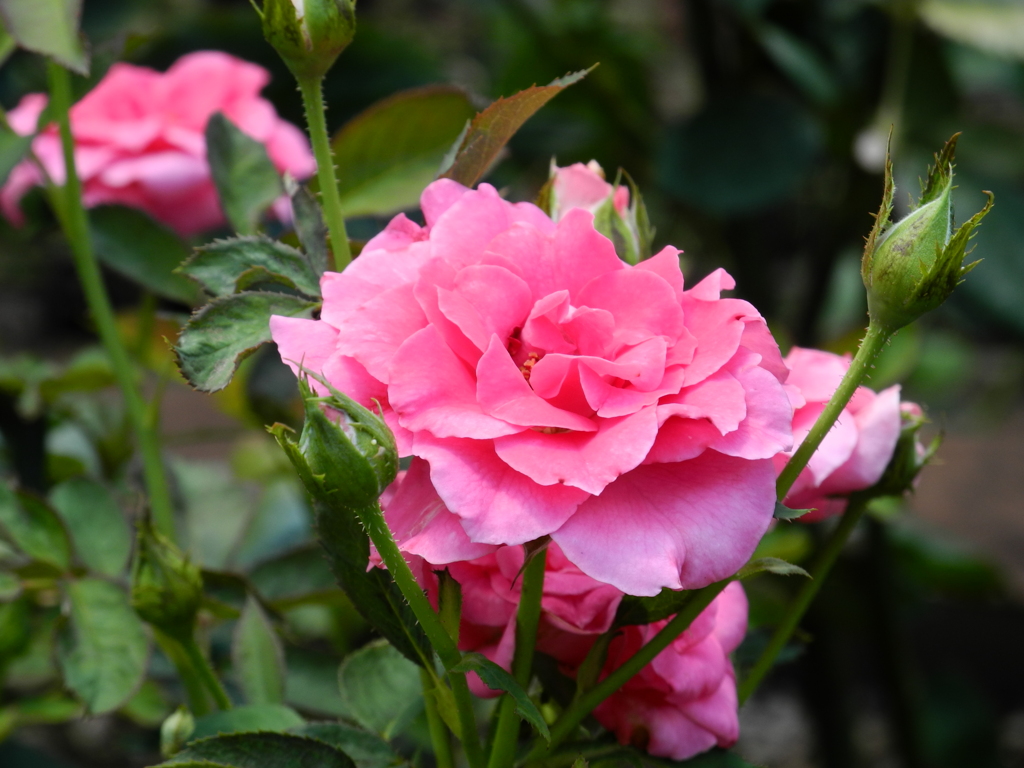 薔薇