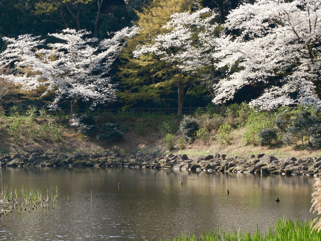 泉の森