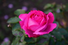 薔薇