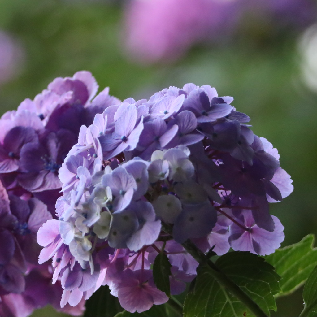 紫陽花