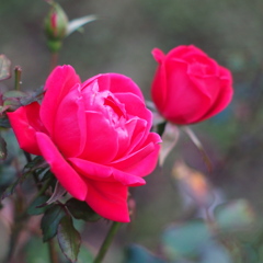 薔薇