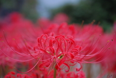 曼珠沙華