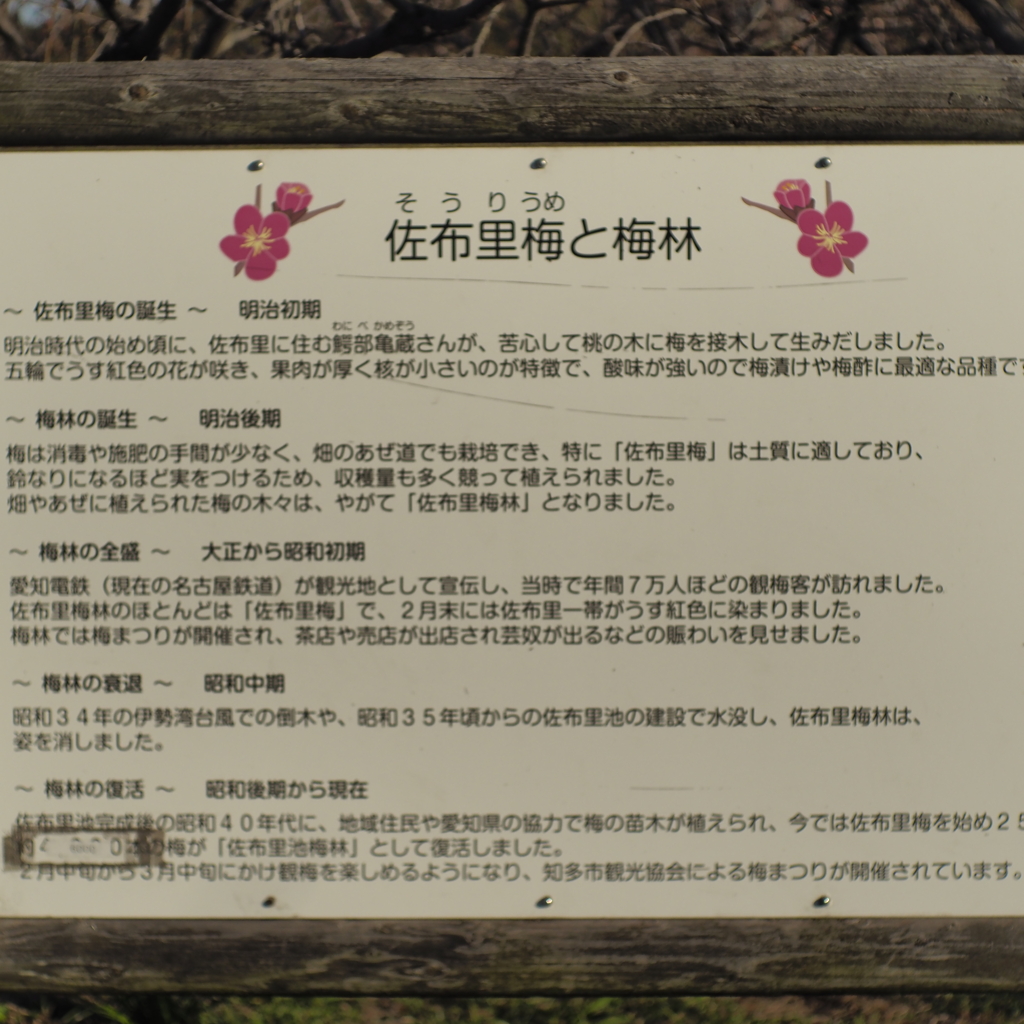 知多半島