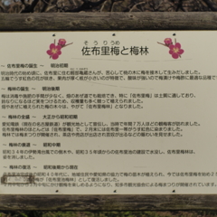 知多半島