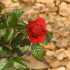 薔薇