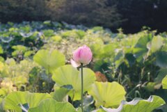 薬師池