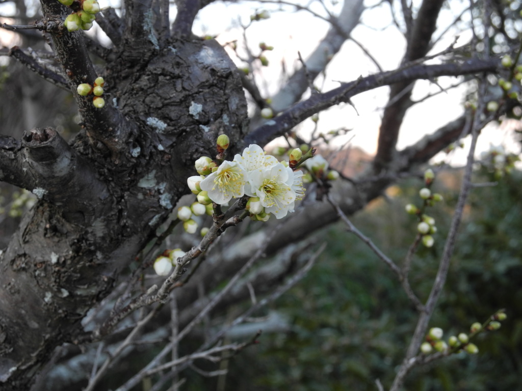 上ノ山公園