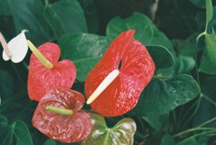 相模原公園 相模原公園