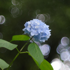 紫陽花