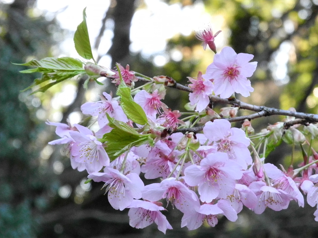 河津桜