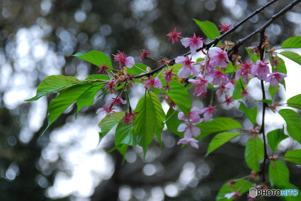 桜