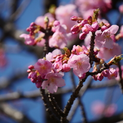 ふれあいの森