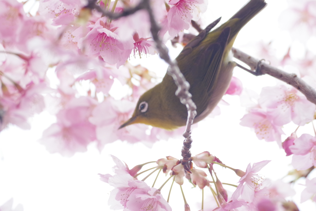 桜とメジロ