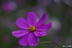 秋桜