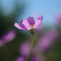 秋桜