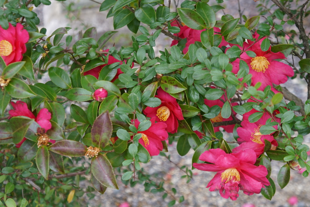 山茶花