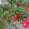 山茶花