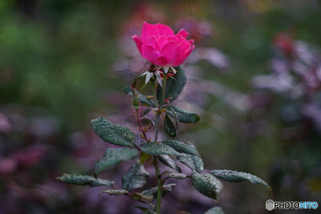 薔薇